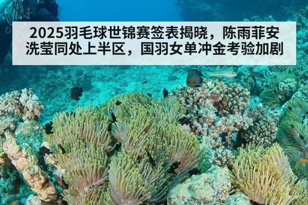 2025羽毛球世锦赛签表揭晓，陈雨菲安洗莹同处上半区，国羽女单冲金考验加剧